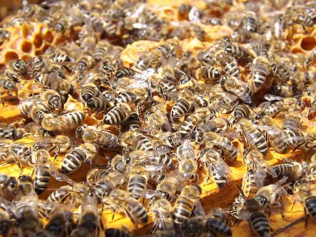 Bienfaits de la Cire d’abeille