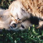 Cohabitation entre chien et chat : les règles d’or