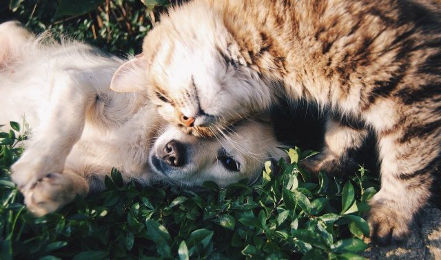 Cohabitation entre chien et chat : les règles d’or