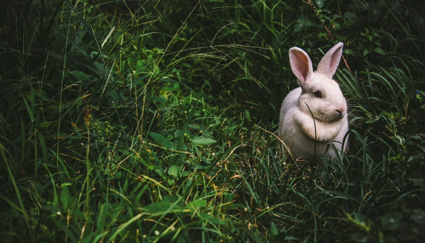 enclos extérieur pour votre lapin