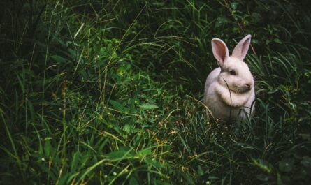 enclos extérieur pour votre lapin