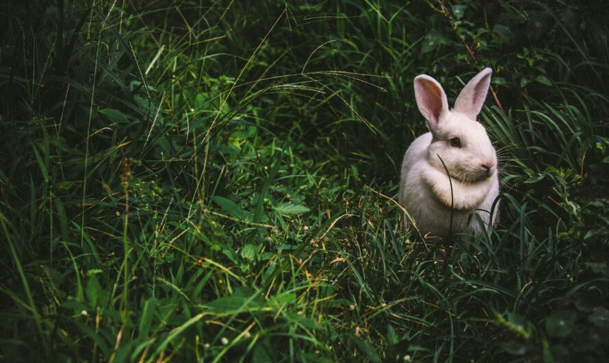 Comment construire un enclos extérieur pour votre lapin ?