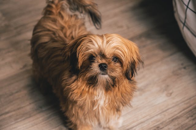 Des croquettes adaptées aux chiens stérilisés : Recettes spécifiques pour maintenir une bonne santé