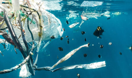 L’impact de la pollution plastique sur les écosystèmes marins