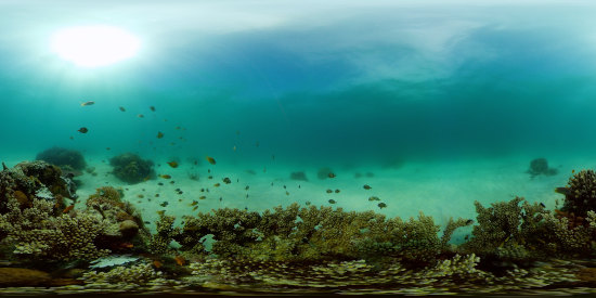 Le rôle de la photosynthèse marine